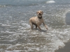LB playing in the ocean