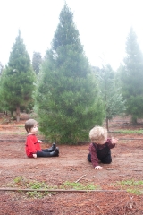 Found Our Tree