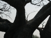 Old tree (from the Animal Kingdom Safari)