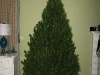 Our first tree