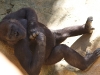 Gorilla posing