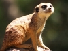 And some more meerkat